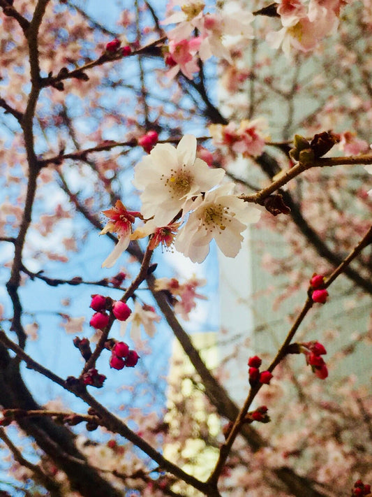 Spring is around the corner!!