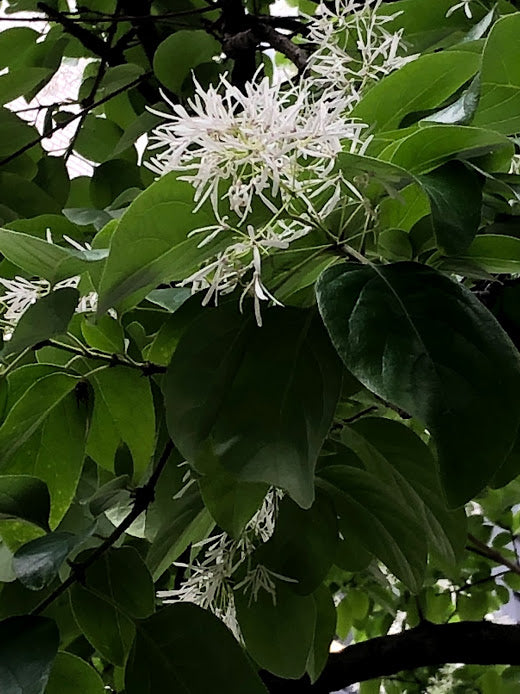 ナンジャモンジャ(ヒトツバタゴ)の花