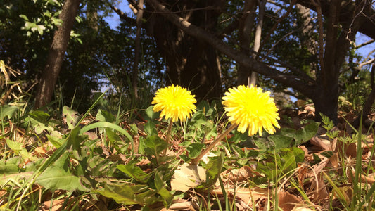 お店の名前「DANDELION」について