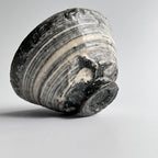 ぐい吞 - dandeliOn