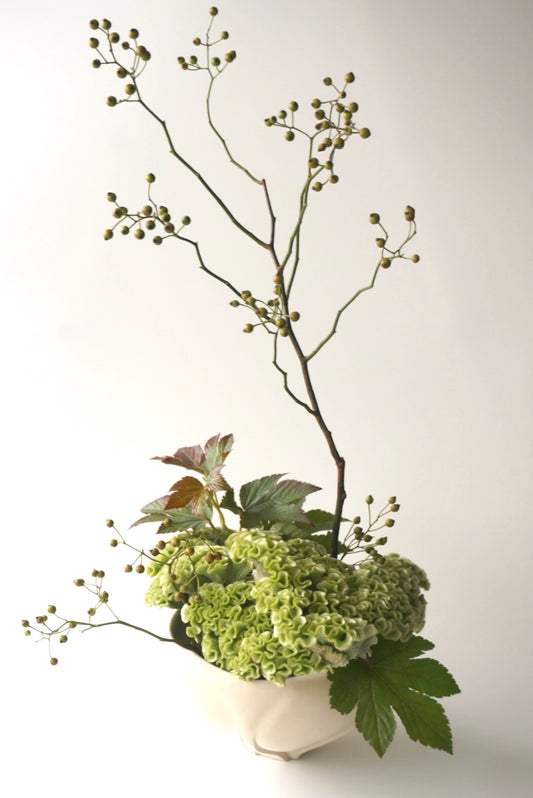 白花鉢