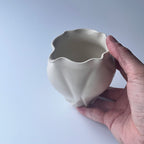 白花片口 - dandeliOn